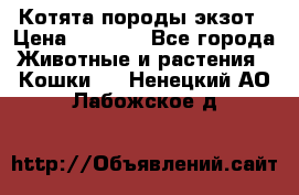 Котята породы экзот › Цена ­ 7 000 - Все города Животные и растения » Кошки   . Ненецкий АО,Лабожское д.